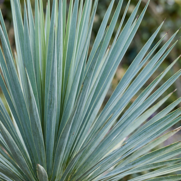Yucca Rostrata collectie Green Bubble