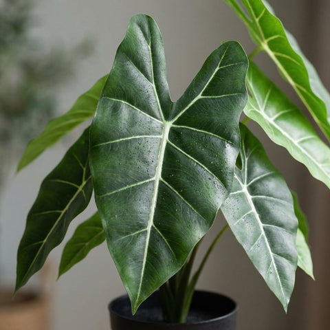 Kunst Alocasia (Olifantsoorplant) collectie Green Bubble