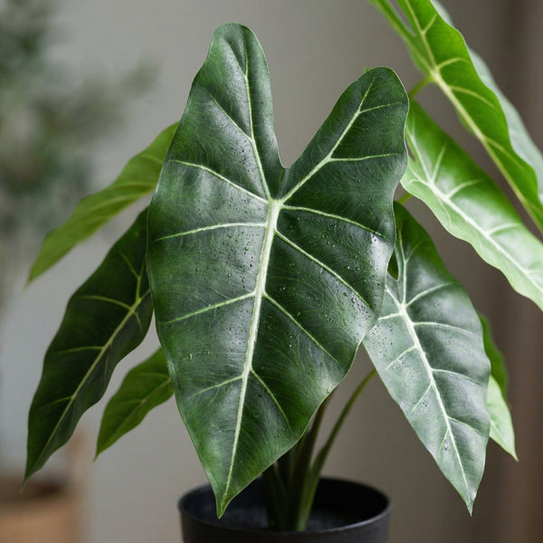 Alocasia artificial (planta oreja de elefante) collectie Green Bubble