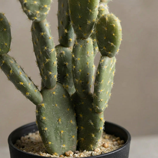 Cactus artístico collectie Green Bubble