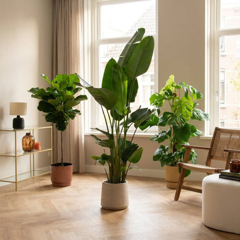 Grote kamerplanten collectie Green Bubble