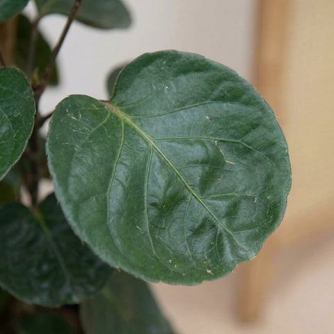 Polyscias (Aralia) collectie Green Bubble