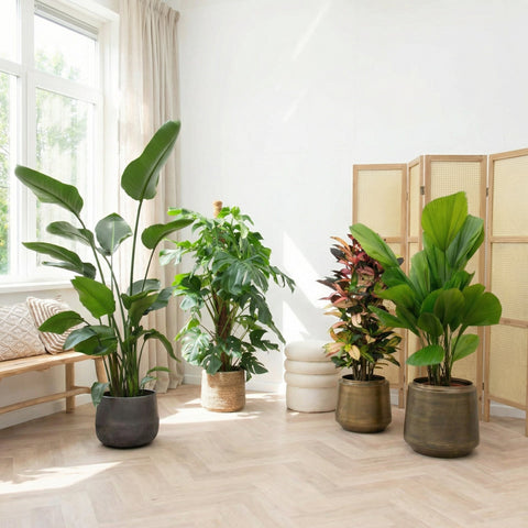 Luchtzuiverende kamerplanten collectie Green Bubble