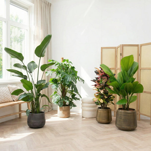 Luchtzuiverende kamerplanten collectie Green Bubble