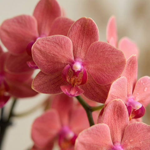 Orchidee collectie Green Bubble