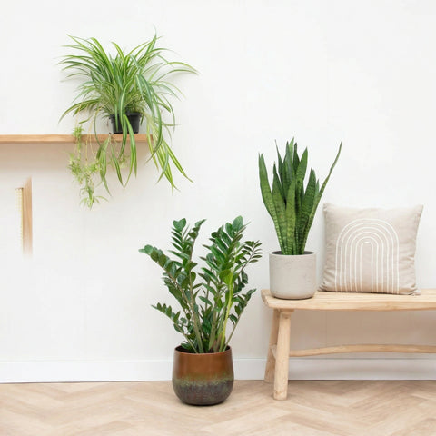 Makkelijke kamerplanten collectie Green Bubble