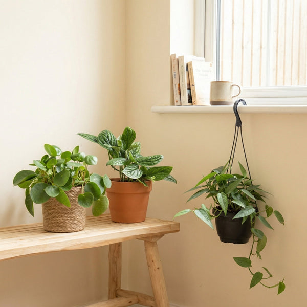 Budget planten collectie Green Bubble