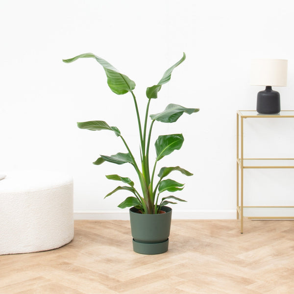 Luz diurna normal collectie Green Bubble