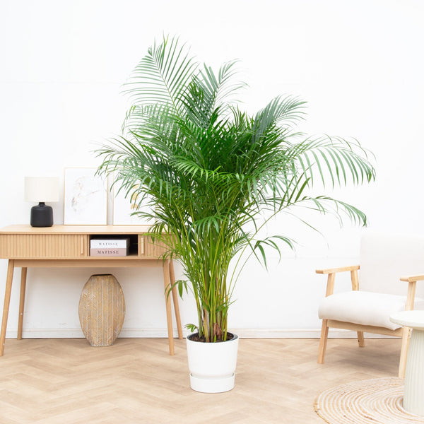 Especies de palmeras collectie Green Bubble