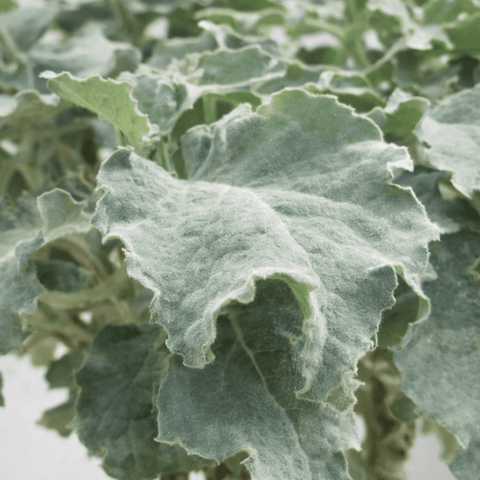 Kalanchoe collectie Green Bubble