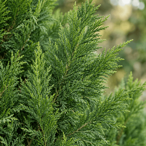 Pielęgnacja Cupressus collectie Green Bubble