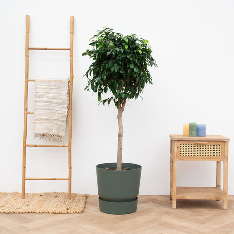 Pielęgnacja Ficus Benjamina collectie Green Bubble