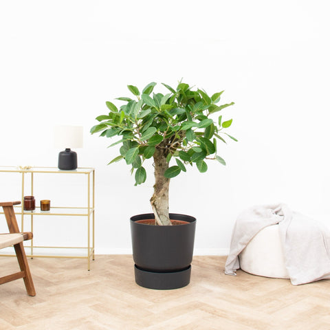Pielęgnacja Ficus Benghalensis Audrey collectie Green Bubble