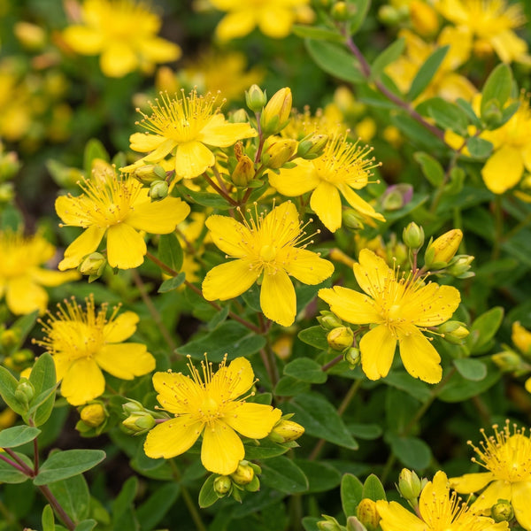 Hypericum (Sint-Janskruid) collectie Green Bubble