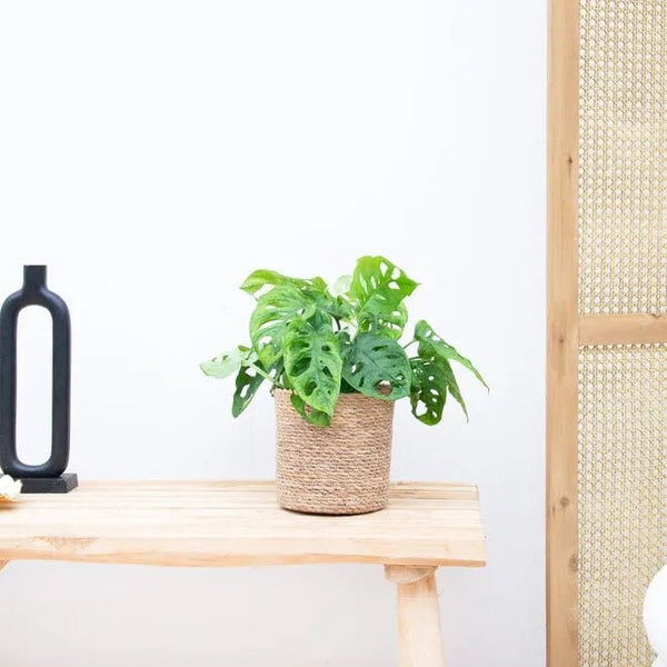 Monstera hoja de mono collectie Green Bubble