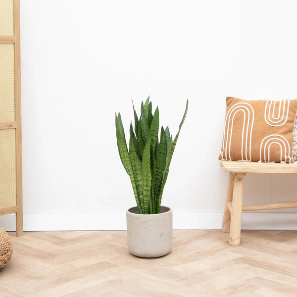 Pflege Sansevieria collectie Green Bubble