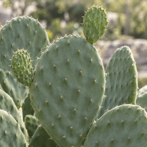 Pielęgnacja Cactus Opuntia collectie Green Bubble
