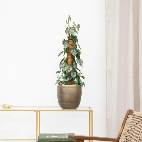 Verzorging Philodendron collectie Green Bubble