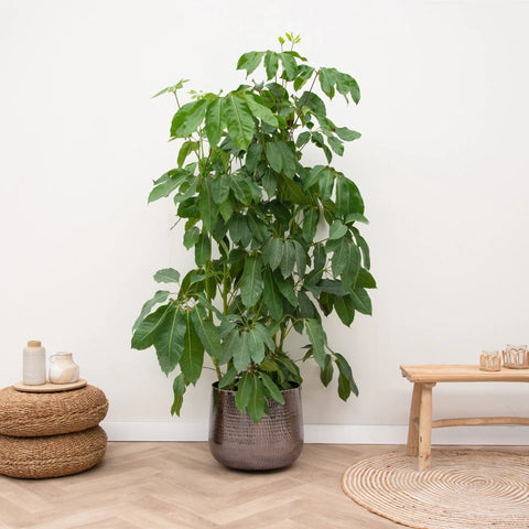 Verzorging Schefflera collectie Green Bubble