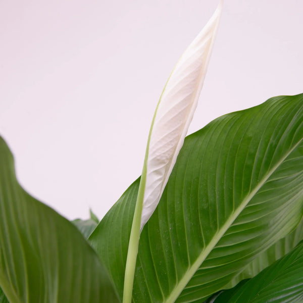 Spathiphyllum (skeplante) collectie Green Bubble