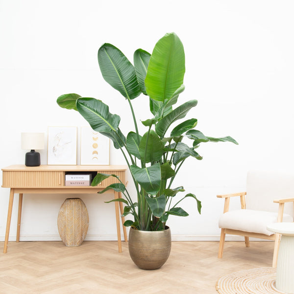 Populaire planten soorten collectie Green Bubble