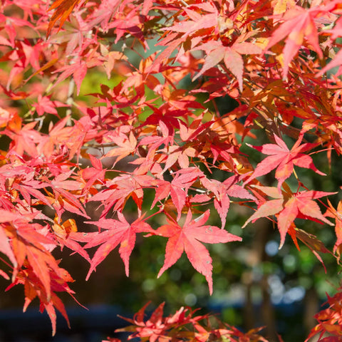 Acer Palmatum collectie Green Bubble