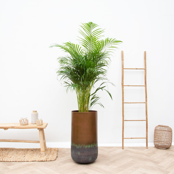 Combi deal plant + vaas collectie Green Bubble