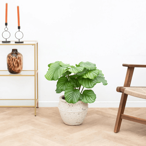 Verzorging Calathea collectie Green Bubble
