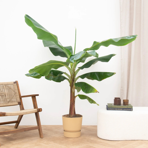 Verzorging Bananenplant collectie Green Bubble