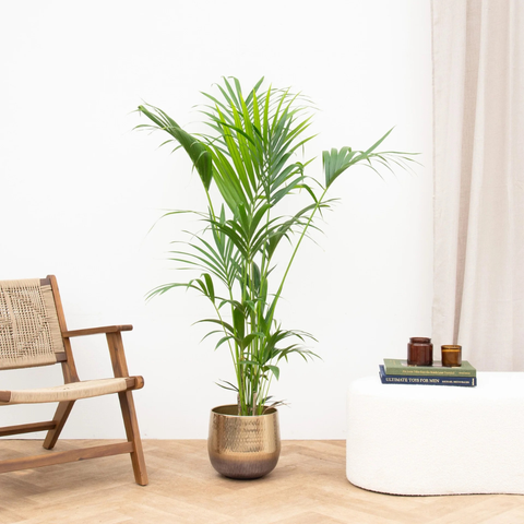 Verzorging Kentia palm collectie Green Bubble