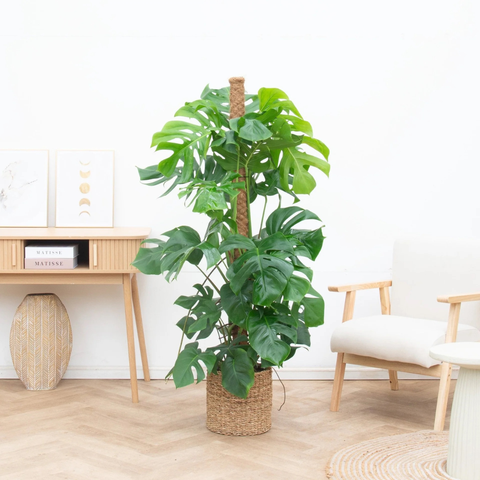 Verzorging Monstera collectie Green Bubble