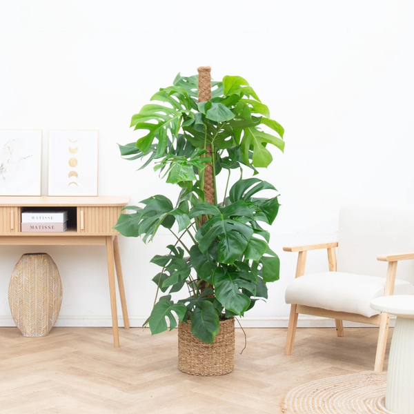 Pflege Monstera collectie Green Bubble