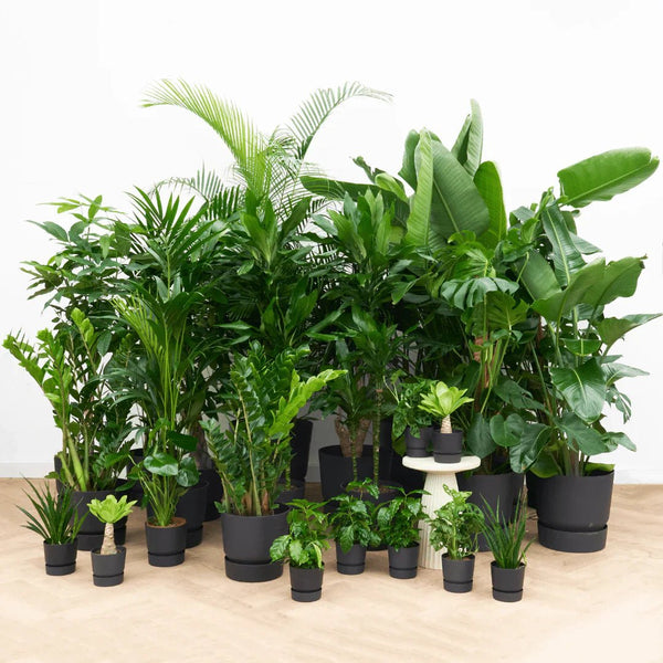 Paquetes de oficina collectie Green Bubble