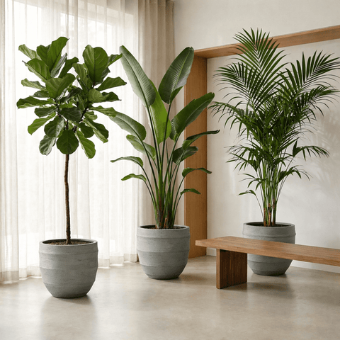 XL planten collectie Green Bubble
