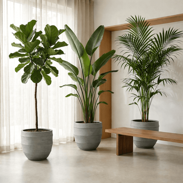 XL planten collectie Green Bubble