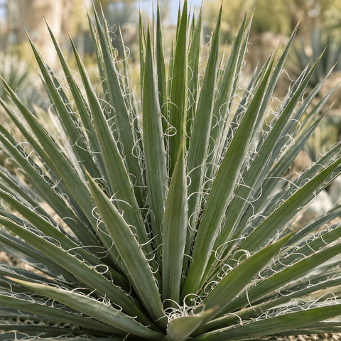 Pielęgnacja Yucca Filifera collectie Green Bubble