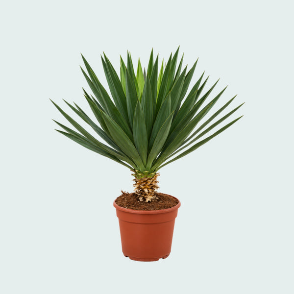 Yucca Gloriosa 'Lone Star' - 90 cm