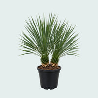 Yucca Rostrata dubbele stam - 90 cm