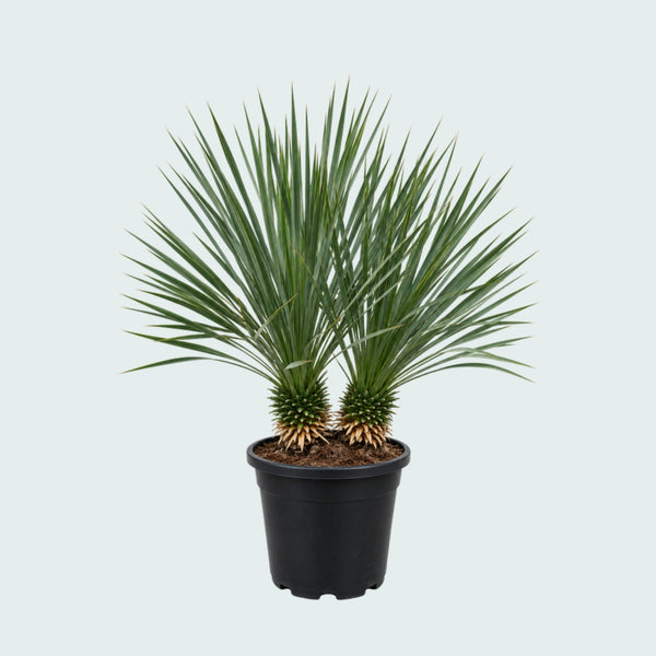 Yucca Rostrata dubbele stam - 90 cm
