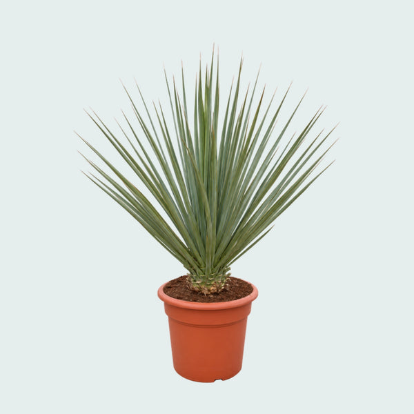 Nolina Nelsonii garden plant - 130 cm