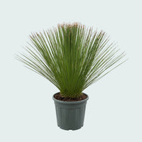 Dasylirion Longissimum Gartenpflanze - 110 cm