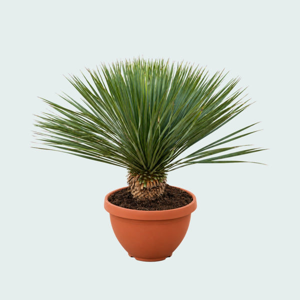 Yucca Rostrata Gartenpflanze in Schale - 100 cm