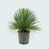 Yucca Linearifolia haveplante - 70 cm