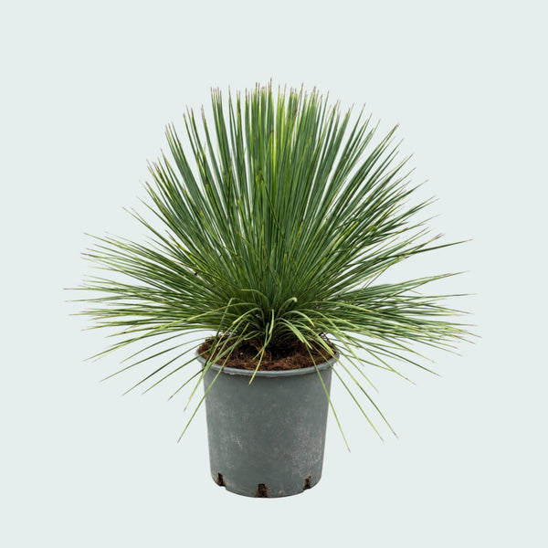 Yucca Linearifolia haveplante - 70 cm