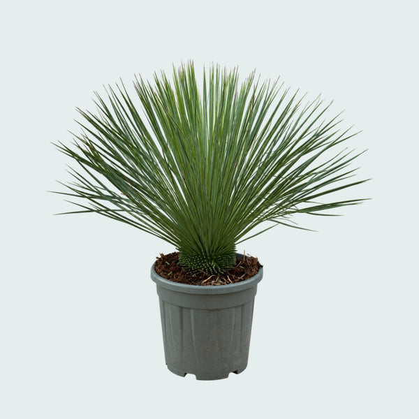 Yucca Linearifolia Gartenpflanze - 90 cm