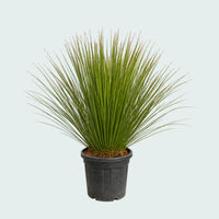 Dasylirion Longissimum XL - 140 cm