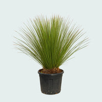 Dasylirion Longissimum Gartenpflanze - 160 cm