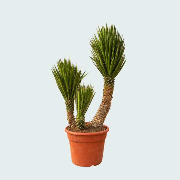 Yucca Filifera Australis Gartenpflanze mit Doppelstamm - 170 cm