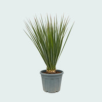 Nolina Hibernica garden plant - 140 cm