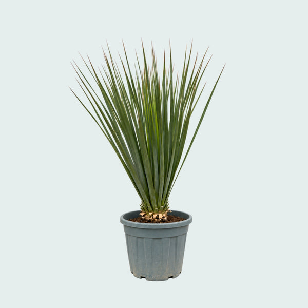 Nolina Hibernica Gartenpflanze - 140 cm